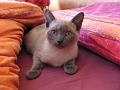 2007-03 Saphir 021